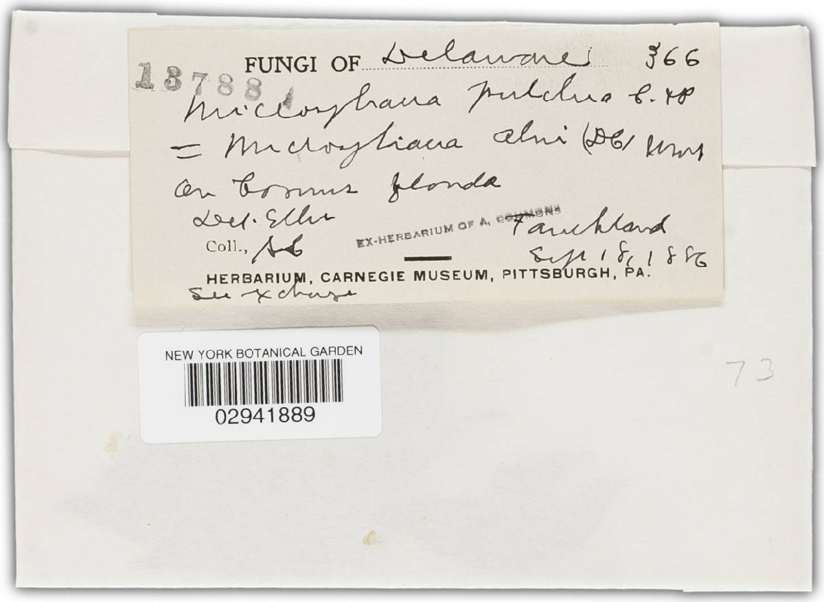 Microsphaera pulchra image