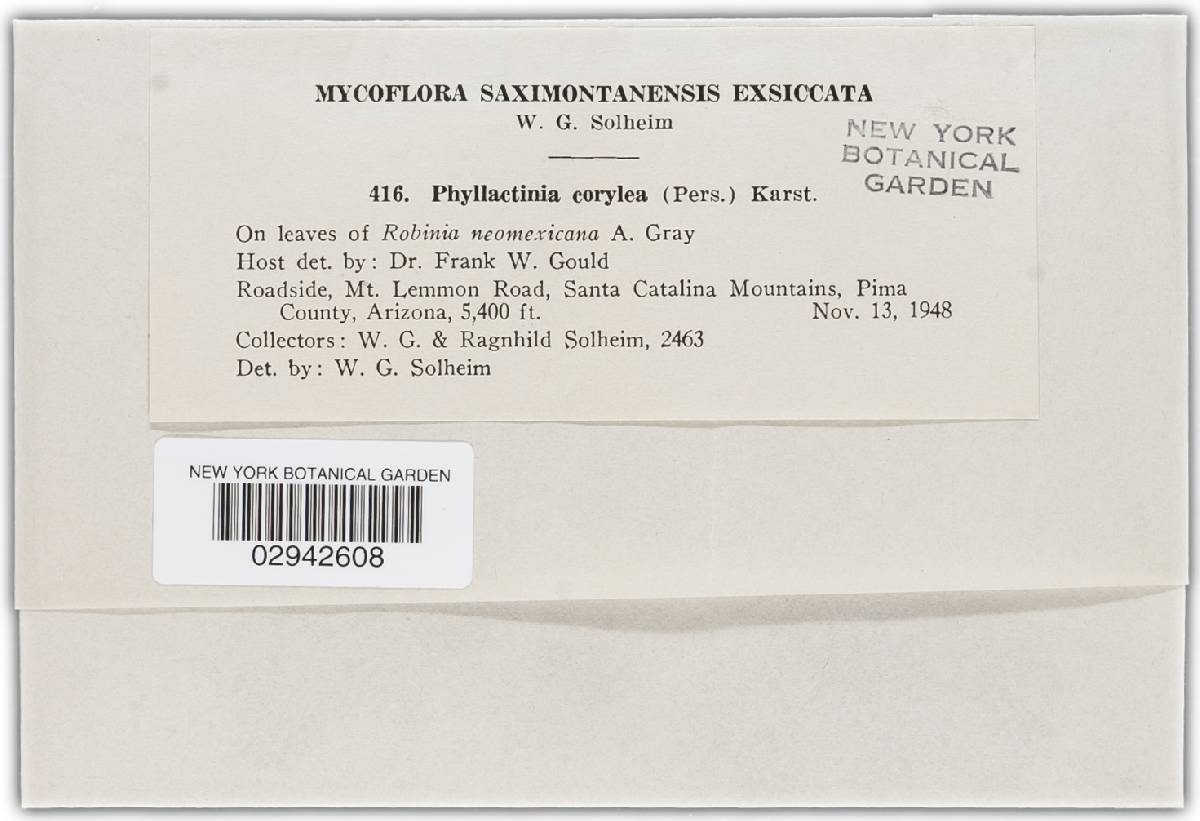 Phyllactinia guttata image