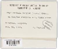 Phyllactinia guttata image