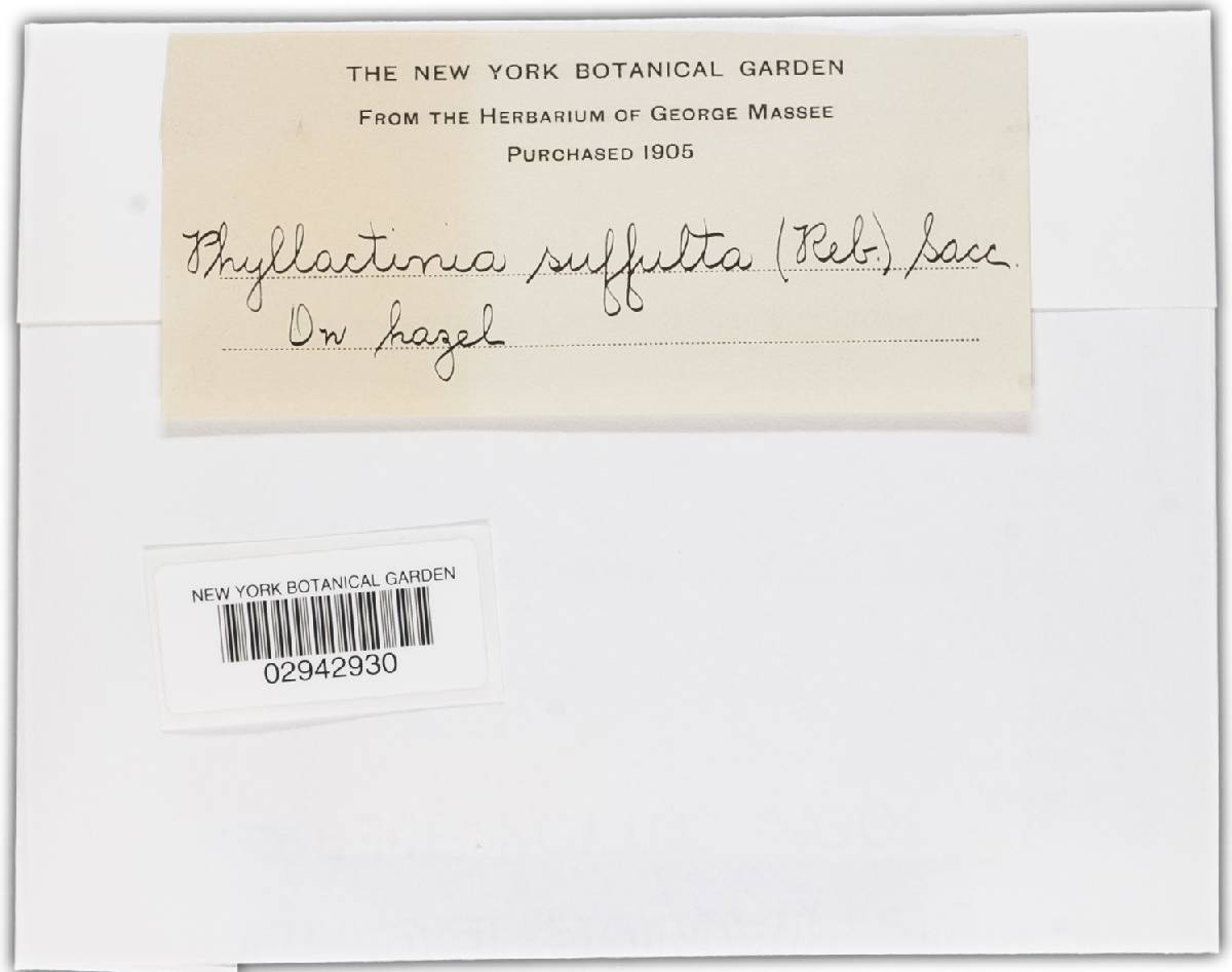 Phyllactinia guttata image