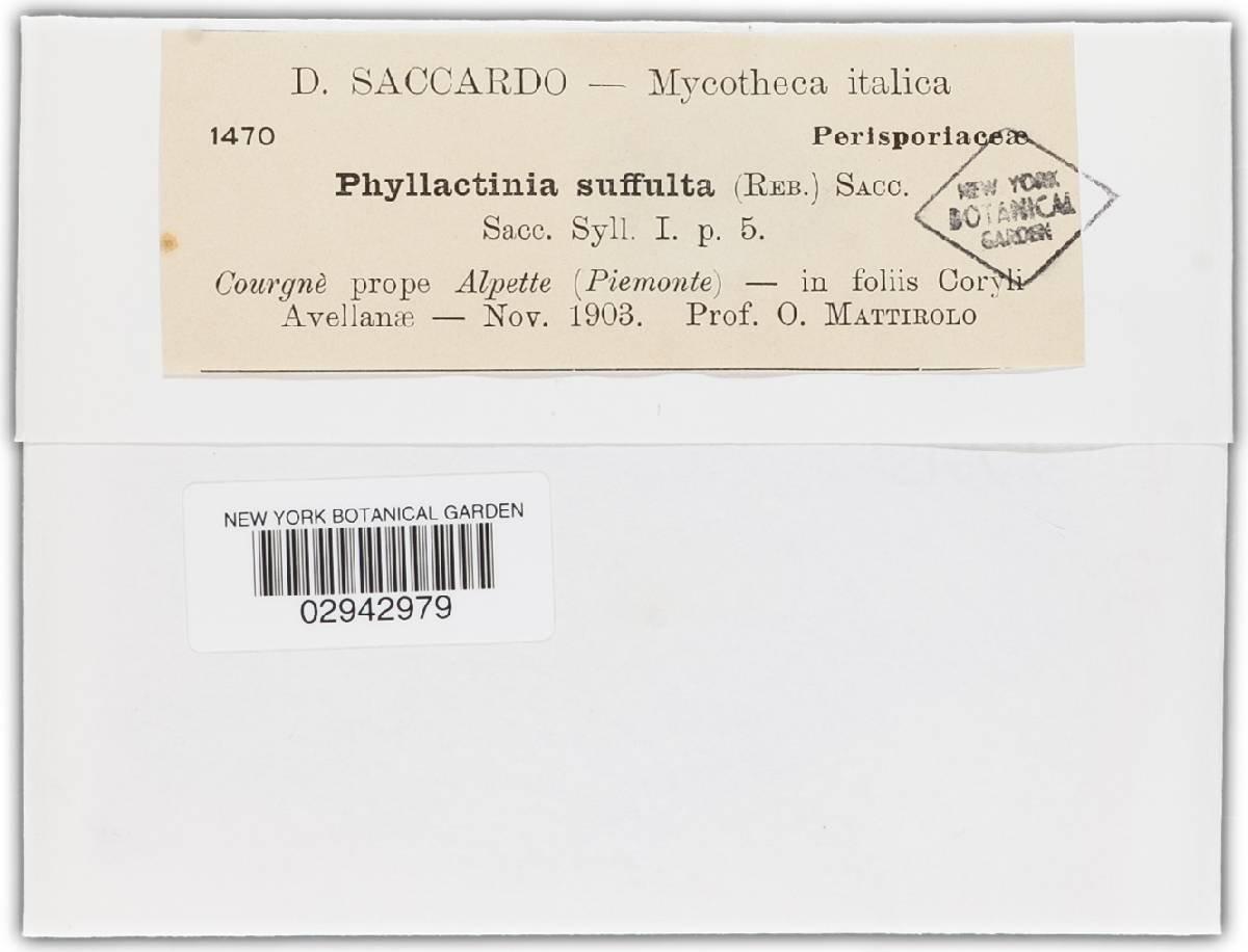Phyllactinia image