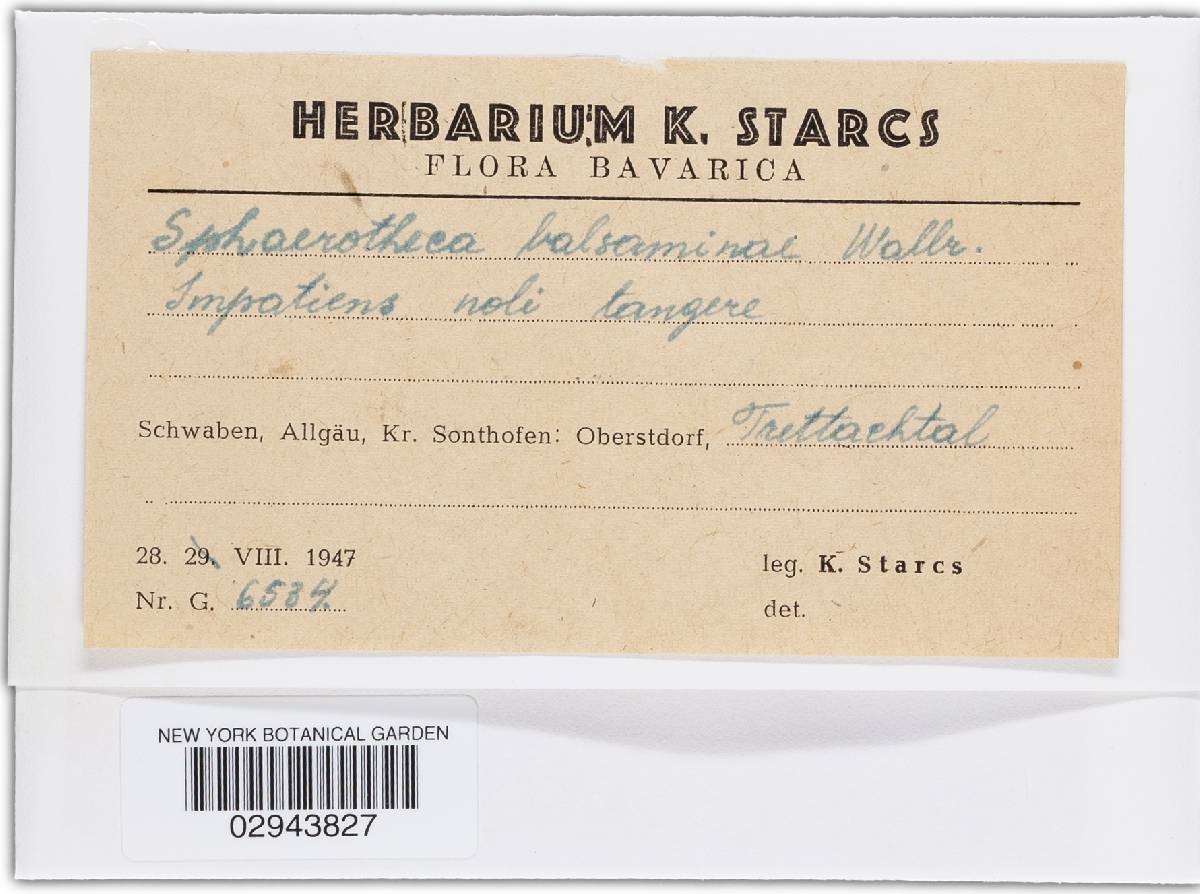 Sphaerotheca balsaminae image