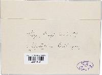 Sphaerotheca castagnei image