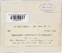 Sphaerotheca castagnei image