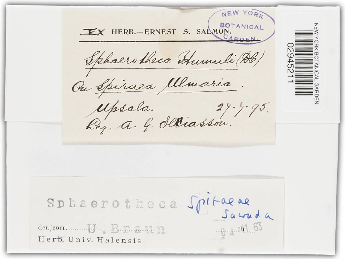 Sphaerotheca spiraeae image