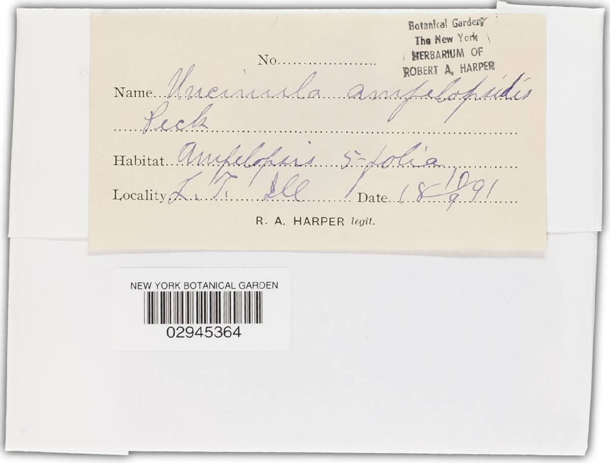 Uncinula ampelopsidis image