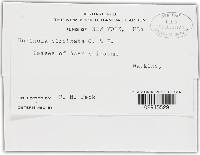 Uncinula circinata image