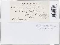 Erysiphe adunca var. adunca image