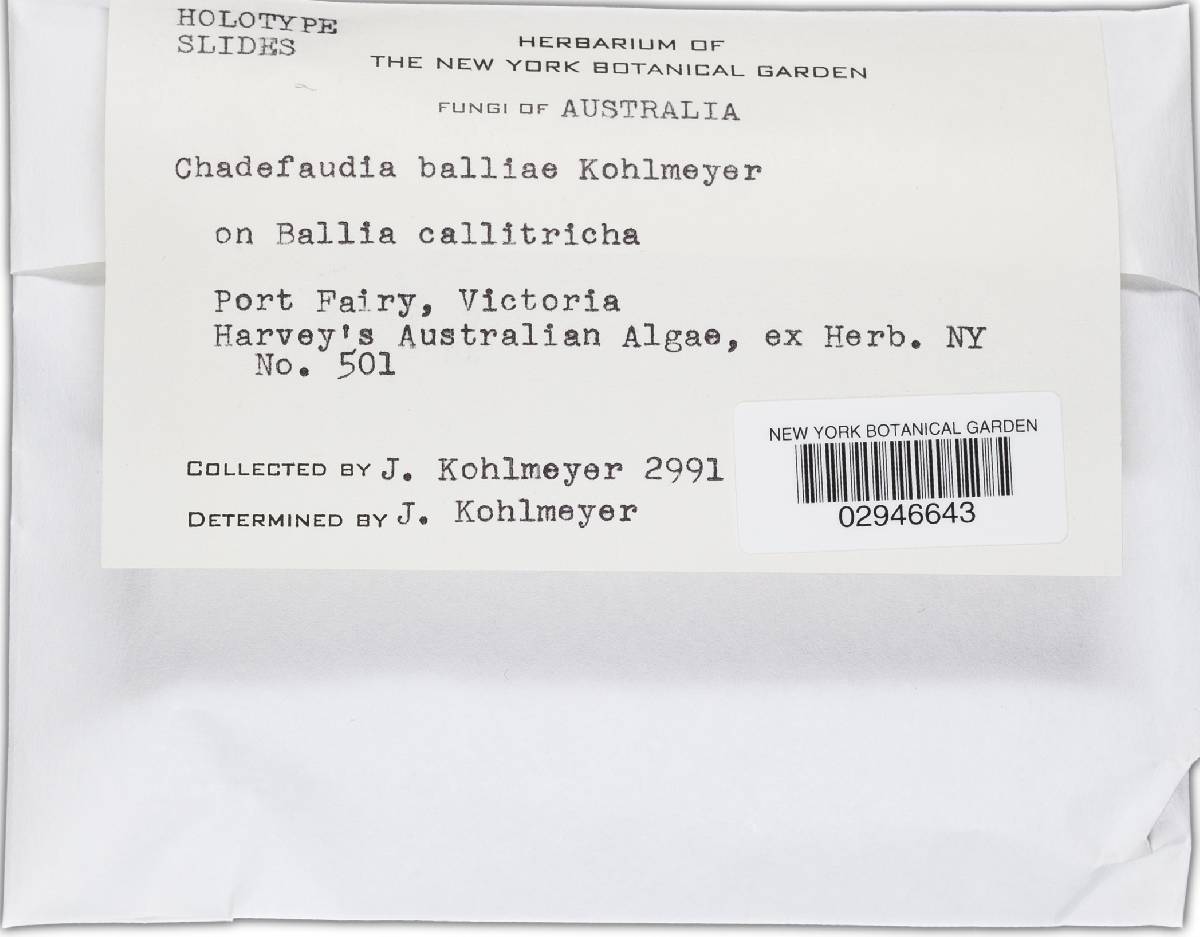 Chadefaudia balliae image