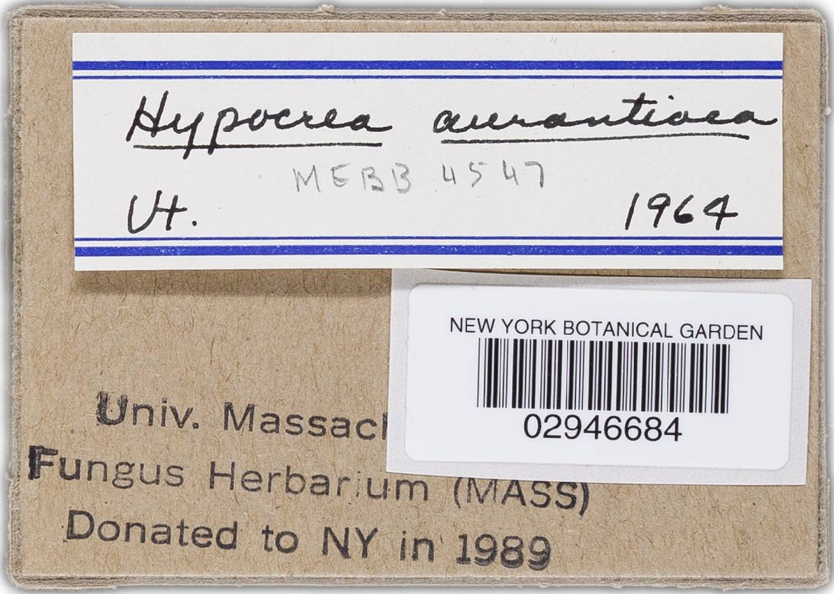 Hypocrea aurantiaca image