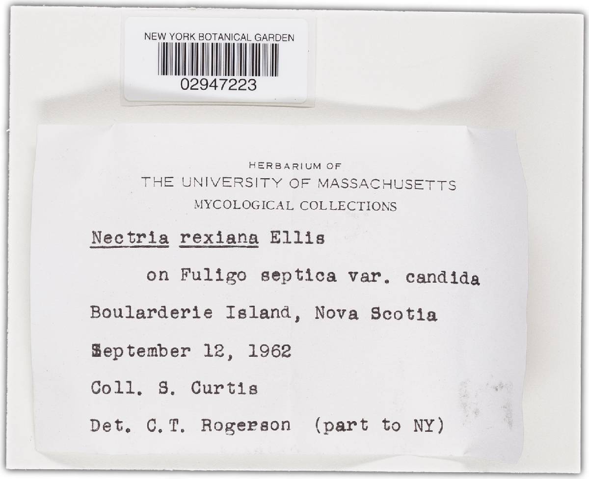 Nectria rexiana image