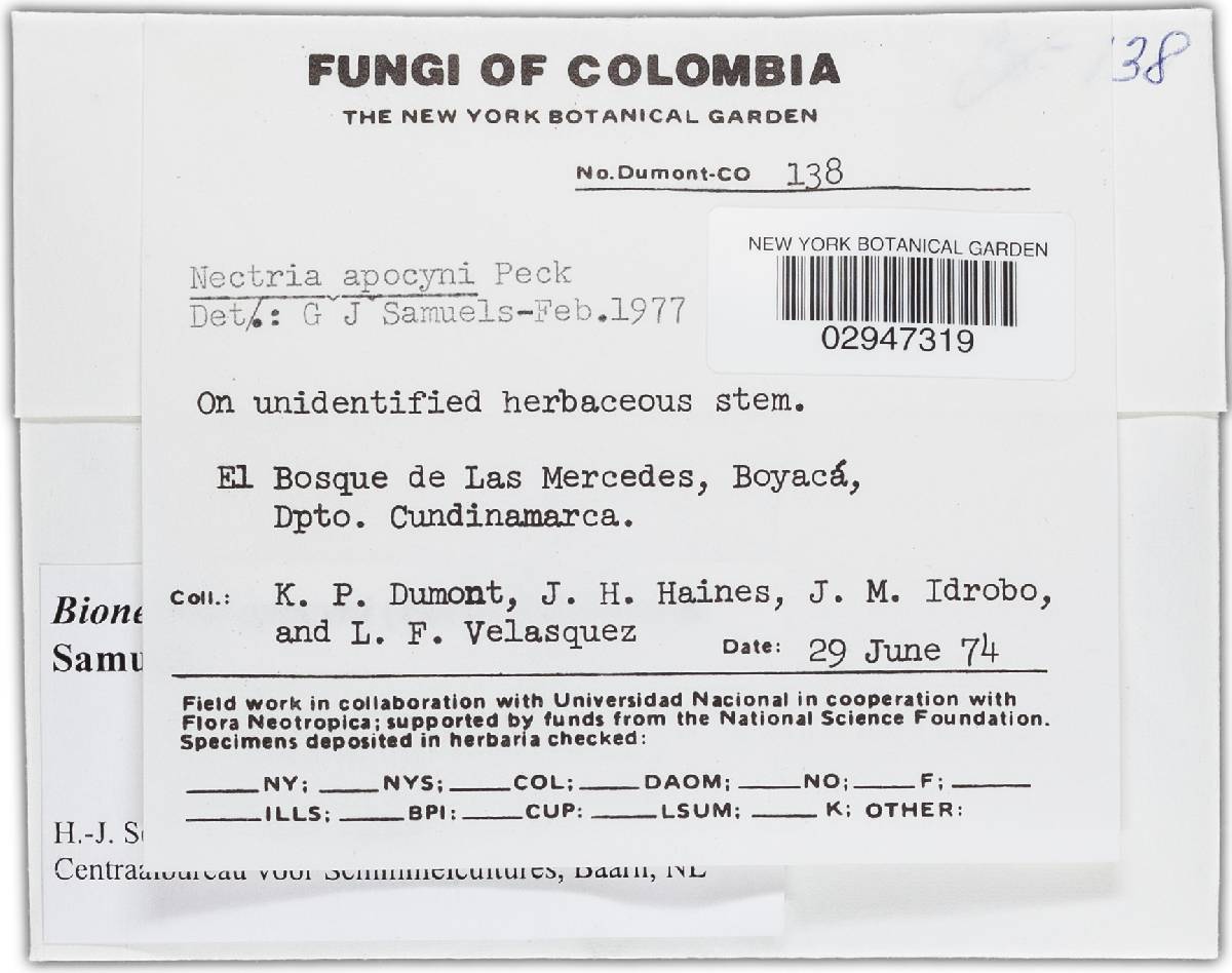 Bionectria image