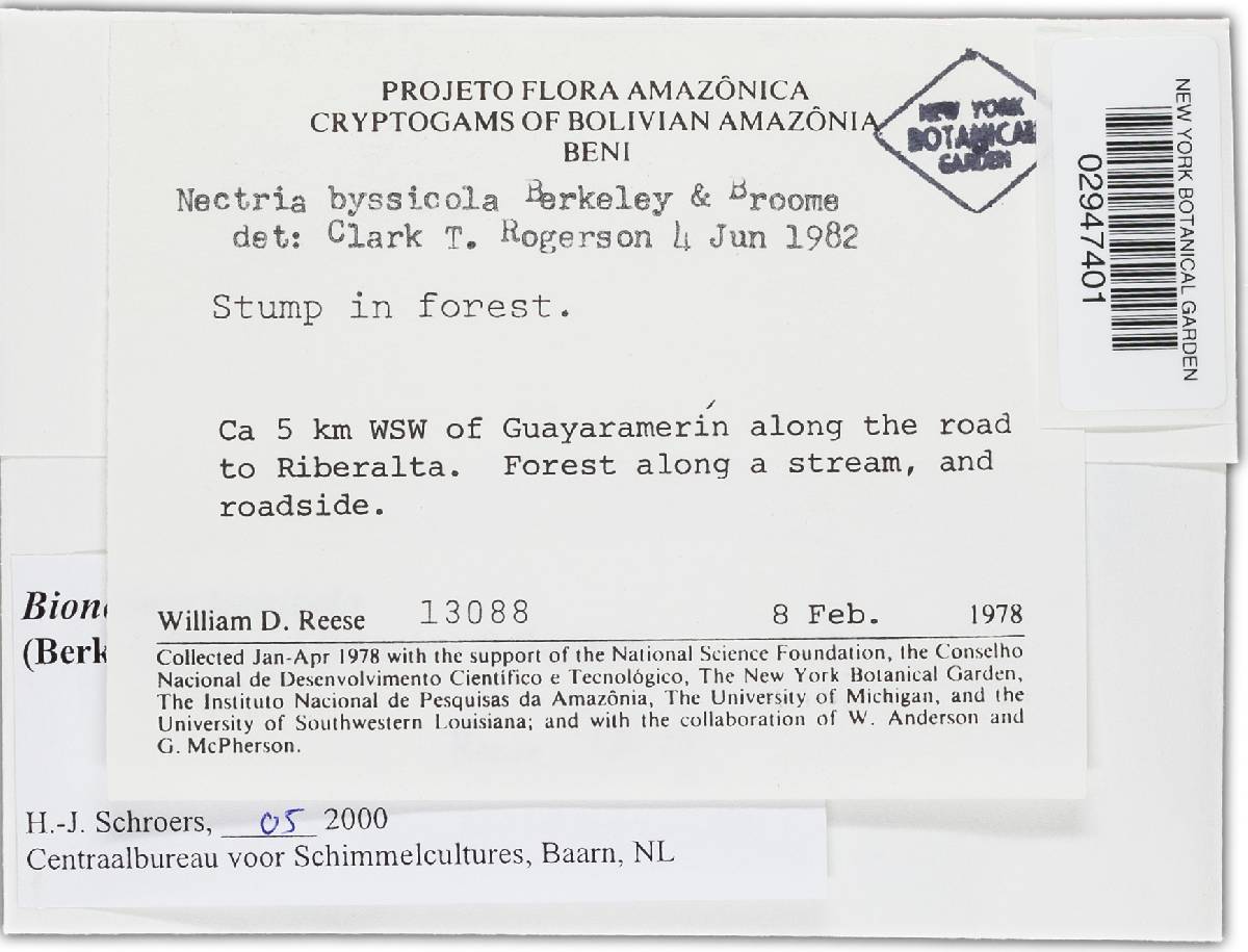 Bionectria byssicola image