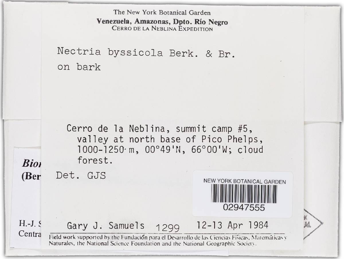 Bionectria byssicola image