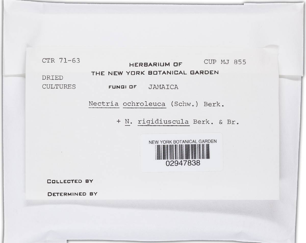 Bionectria ochroleuca image