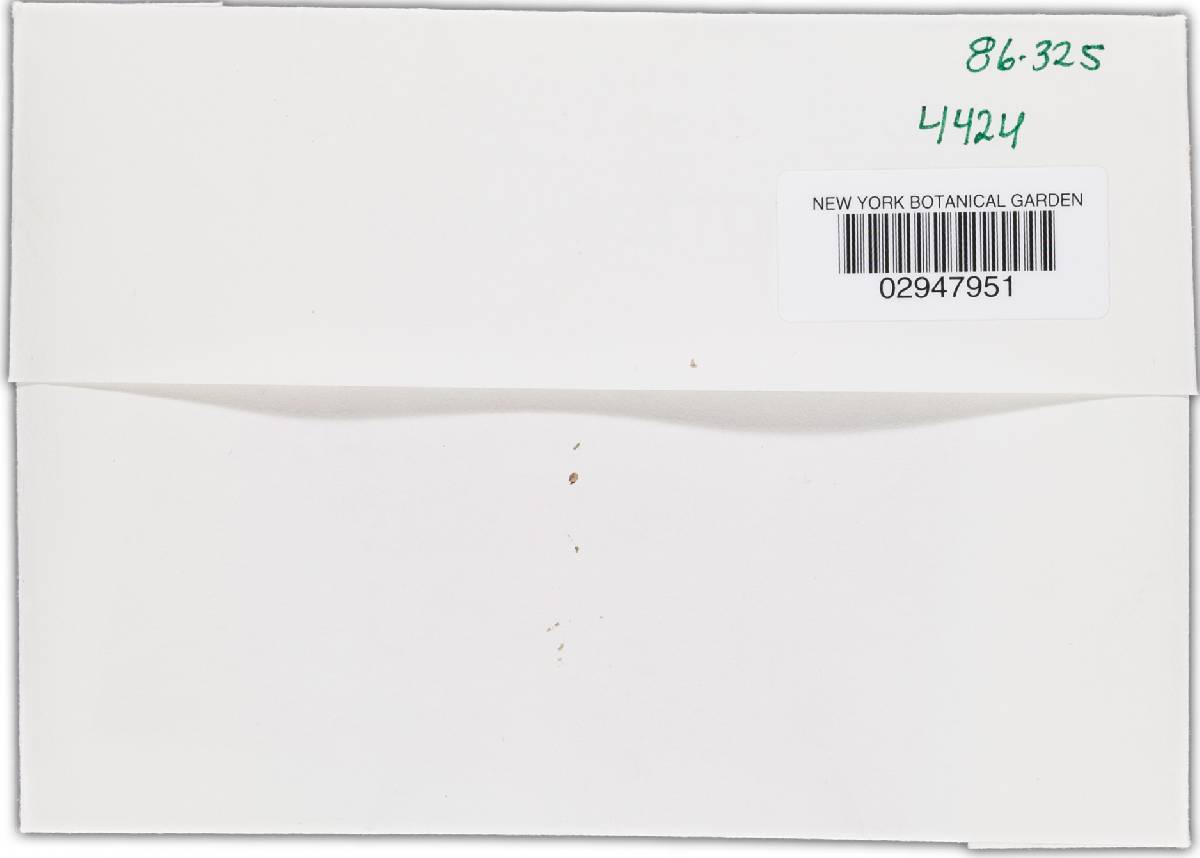 Bionectria rossmaniae image