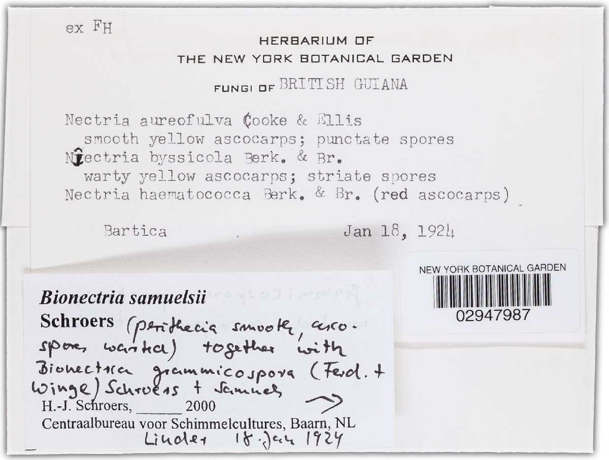 Bionectria samuelsii image