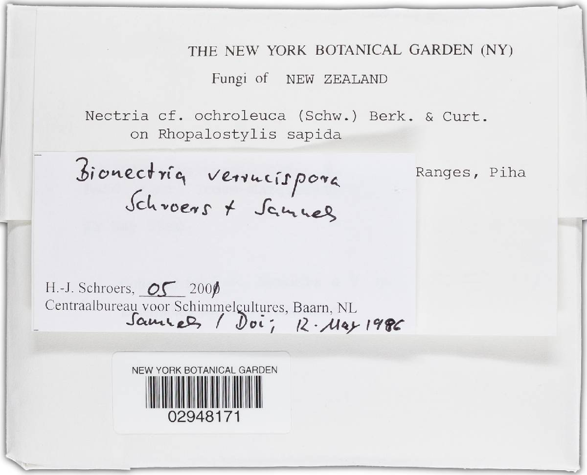 Bionectria verrucispora image