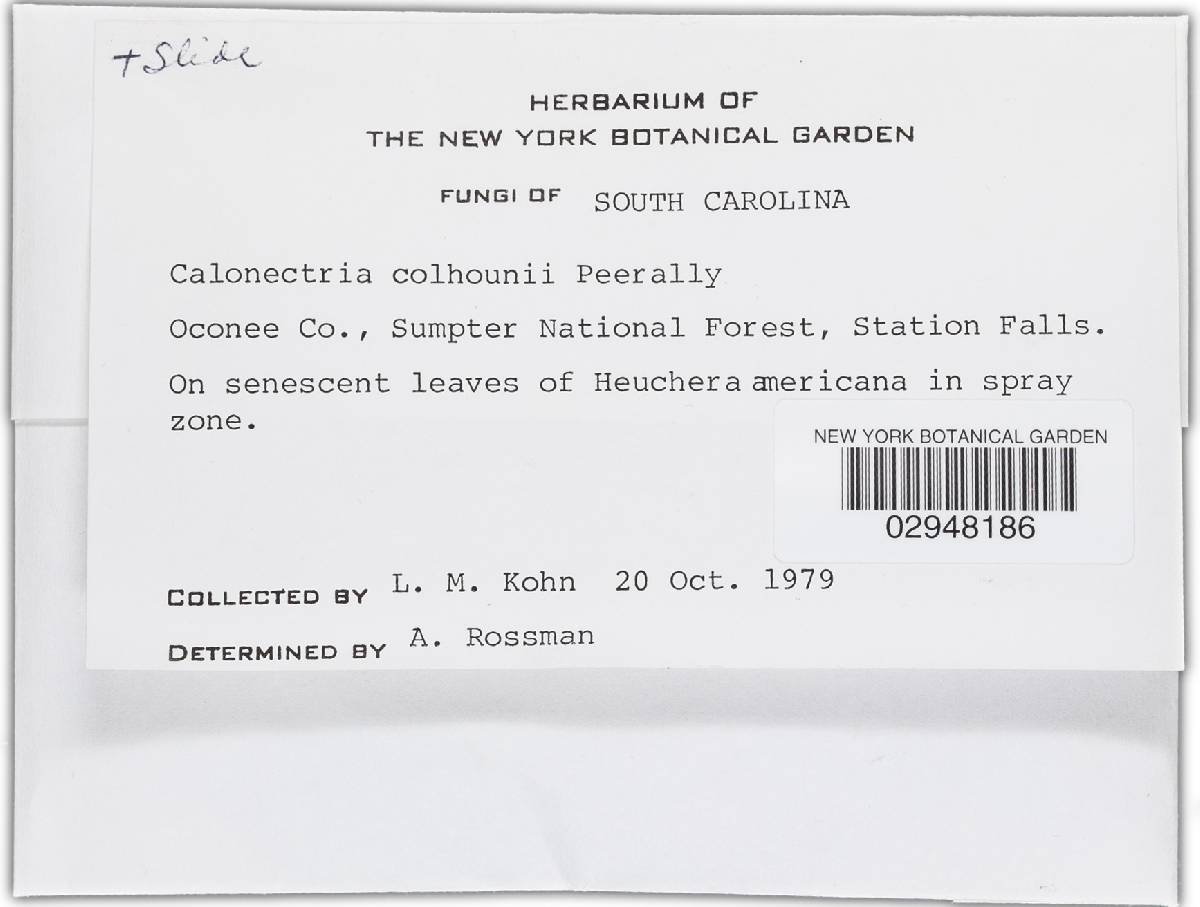 Calonectria colhounii image