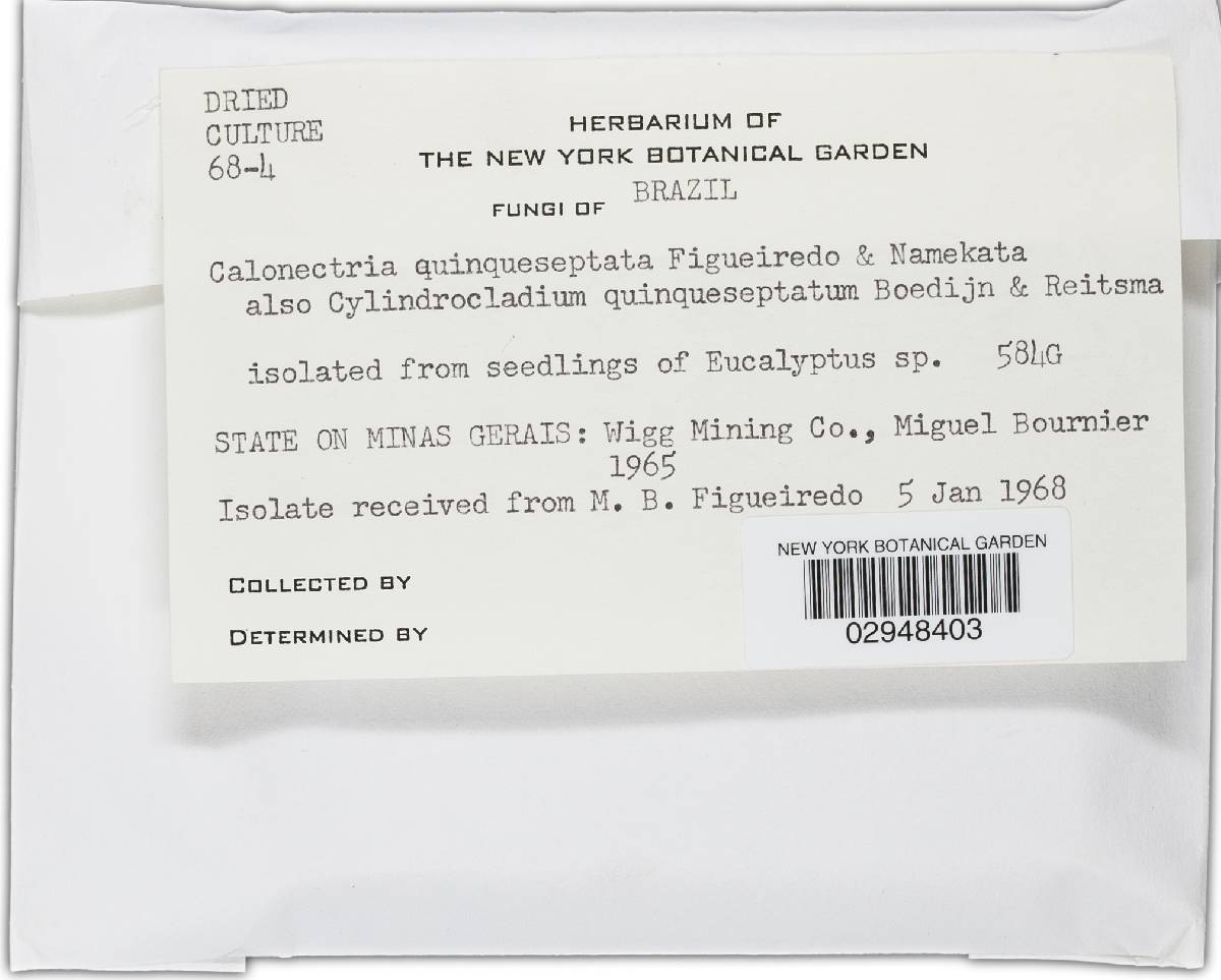 Calonectria quinqueseptata image