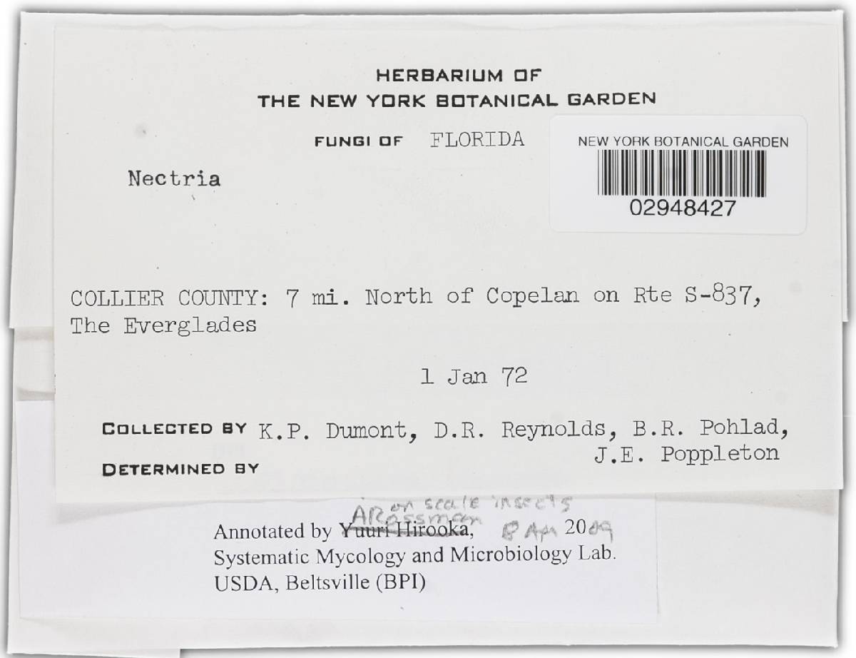 Nectria coccophila image