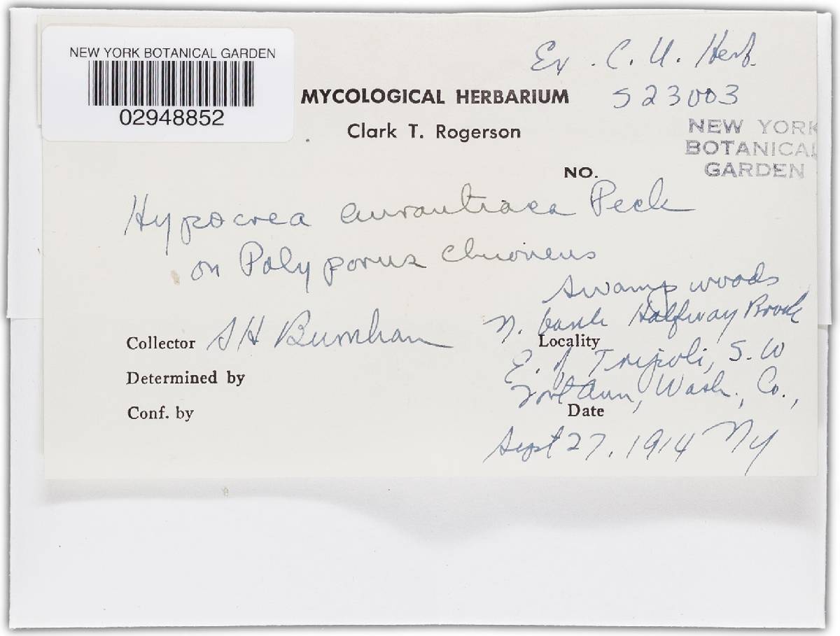Hypocrea aurantiaca image