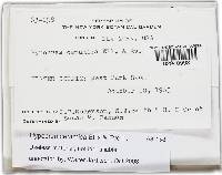 Trichoderma ceramicum image