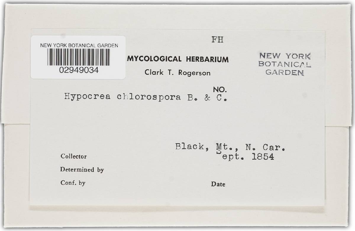 Hypocrea chlorospora image