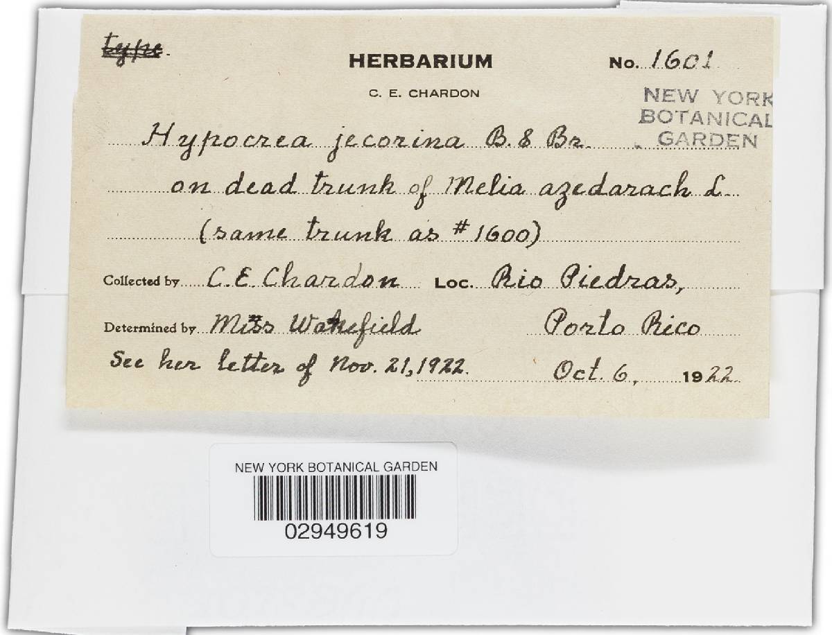 Hypocrea jecorina image