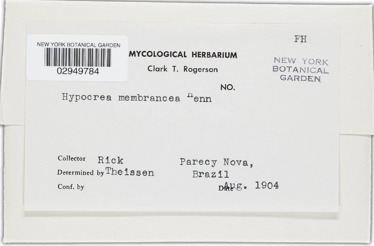 Hypocrea membranacea image