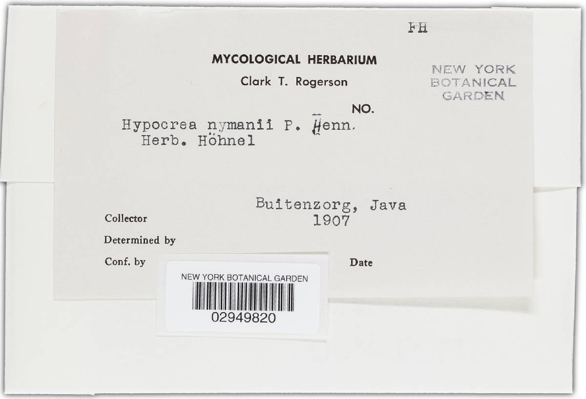 Hypocrea nymani image
