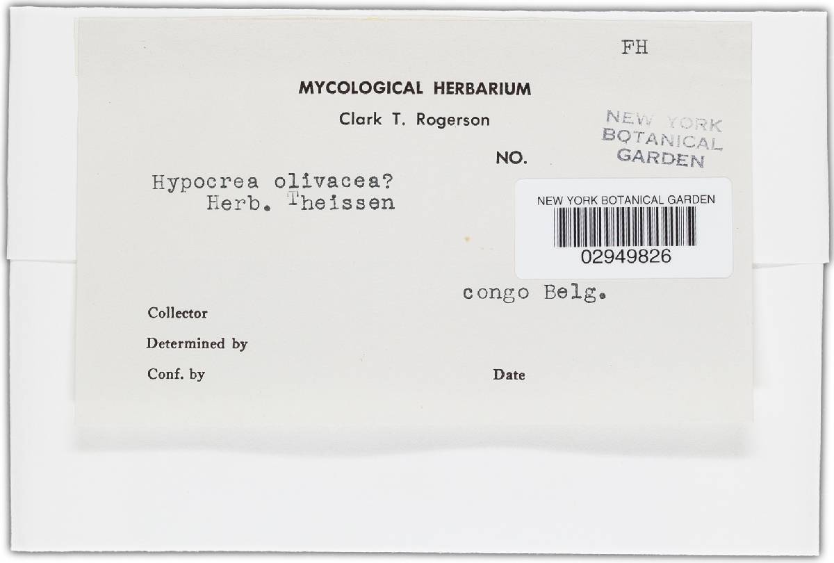 Hypocrea olivacea image
