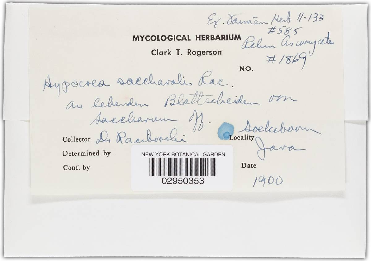 Hypocrea saccharalis image