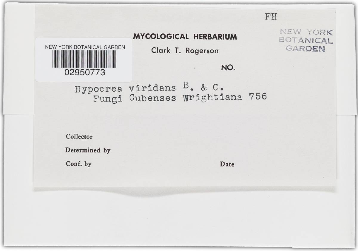 Hypocrea viridans image
