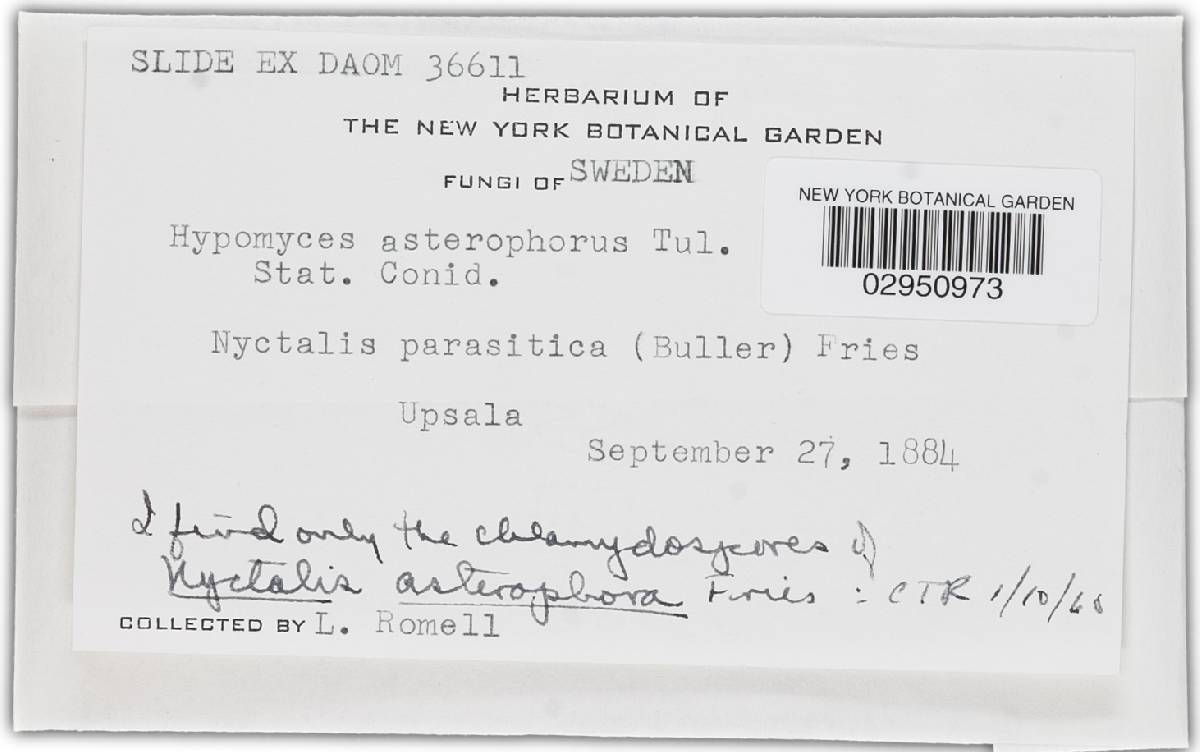 Hypomyces asterophorus image