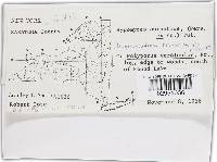 Hypomyces aurantius image