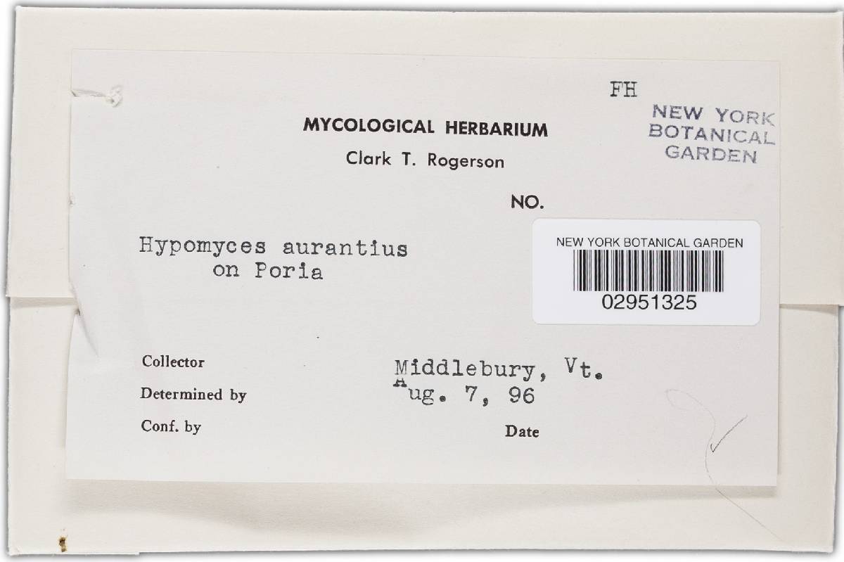 Hypomyces aurantius image