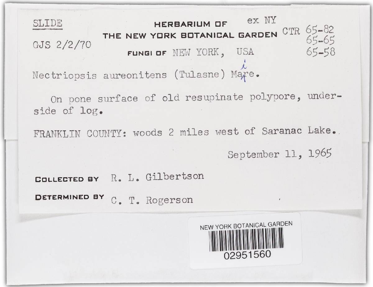 Hypomyces aureonitens image