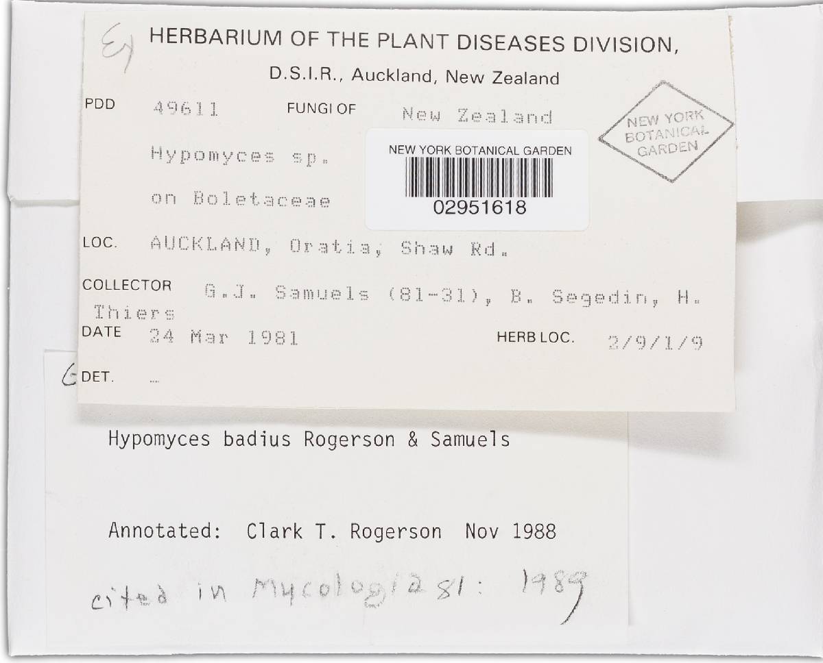 Hypomyces badius image