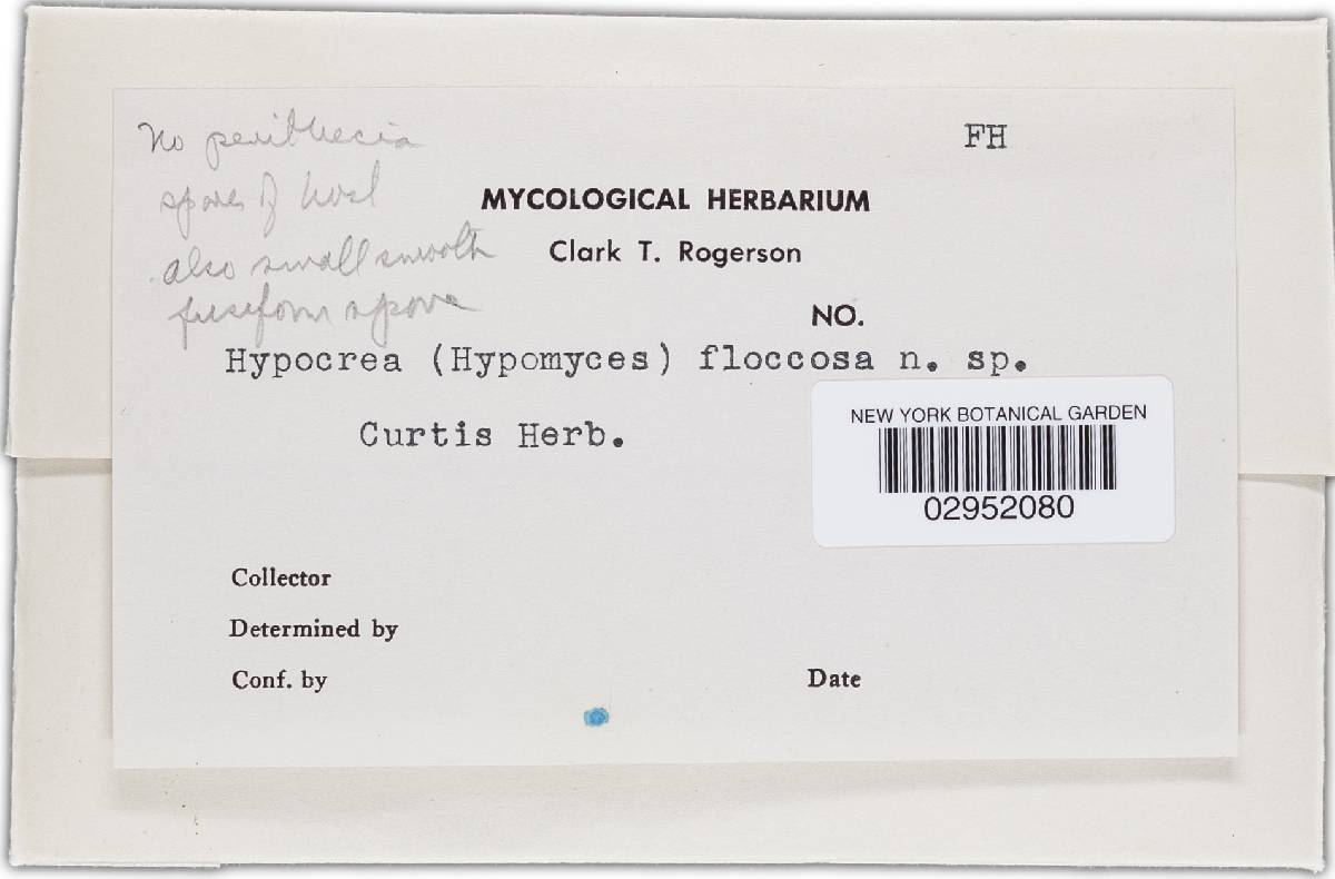 Hypomyces floccosus image