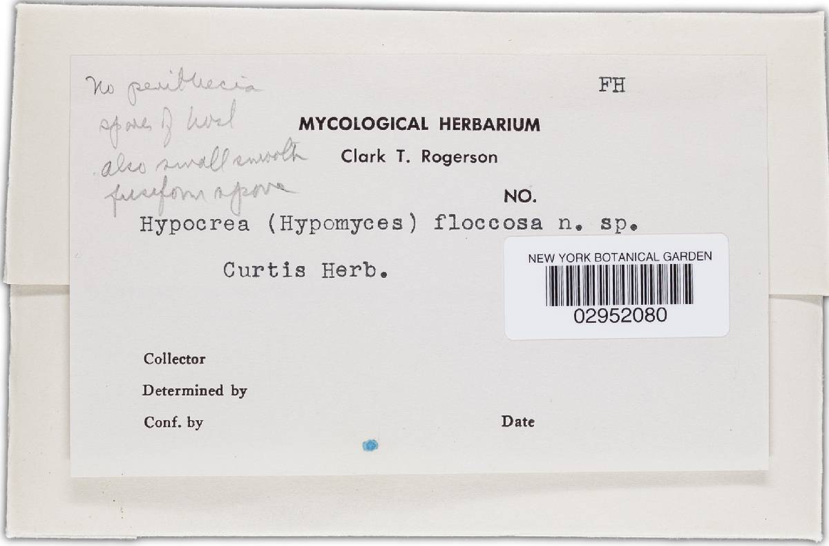 Hypomyces floccosus image