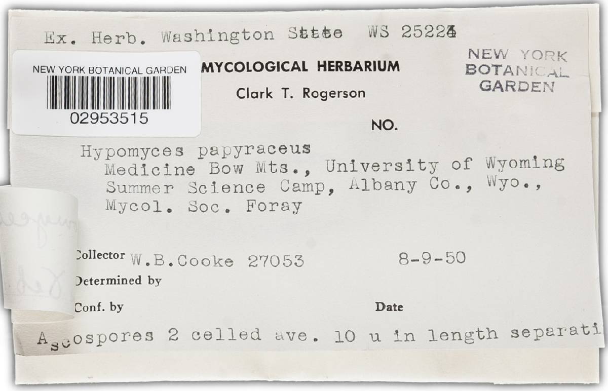 Hypomyces papyraceus image