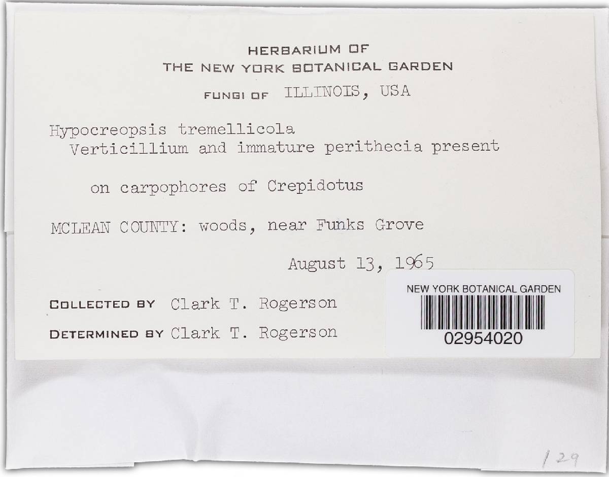 Hypomyces tremellicola image