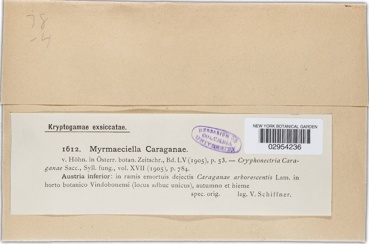 Stromatonectria caraganae image