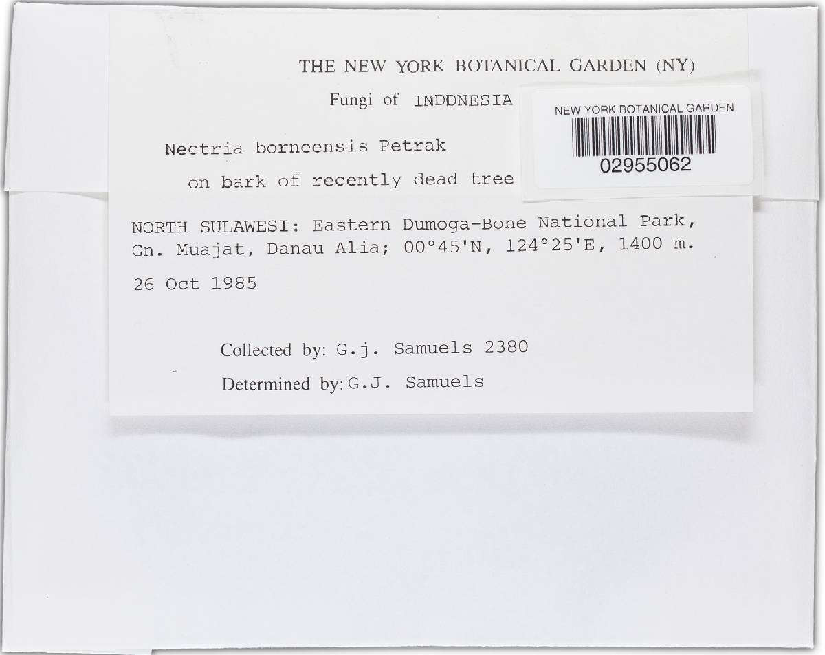 Nectria borneensis image