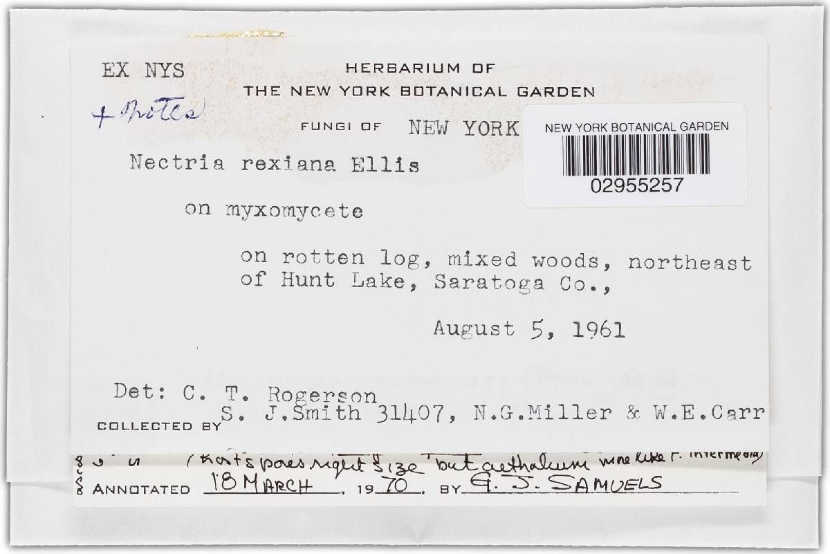 Nectria candicans image