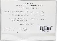 Nectria episphaeria image
