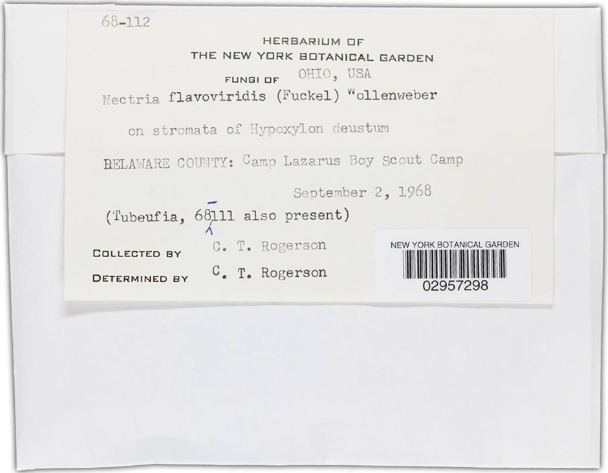 Nectria flavoviridis image