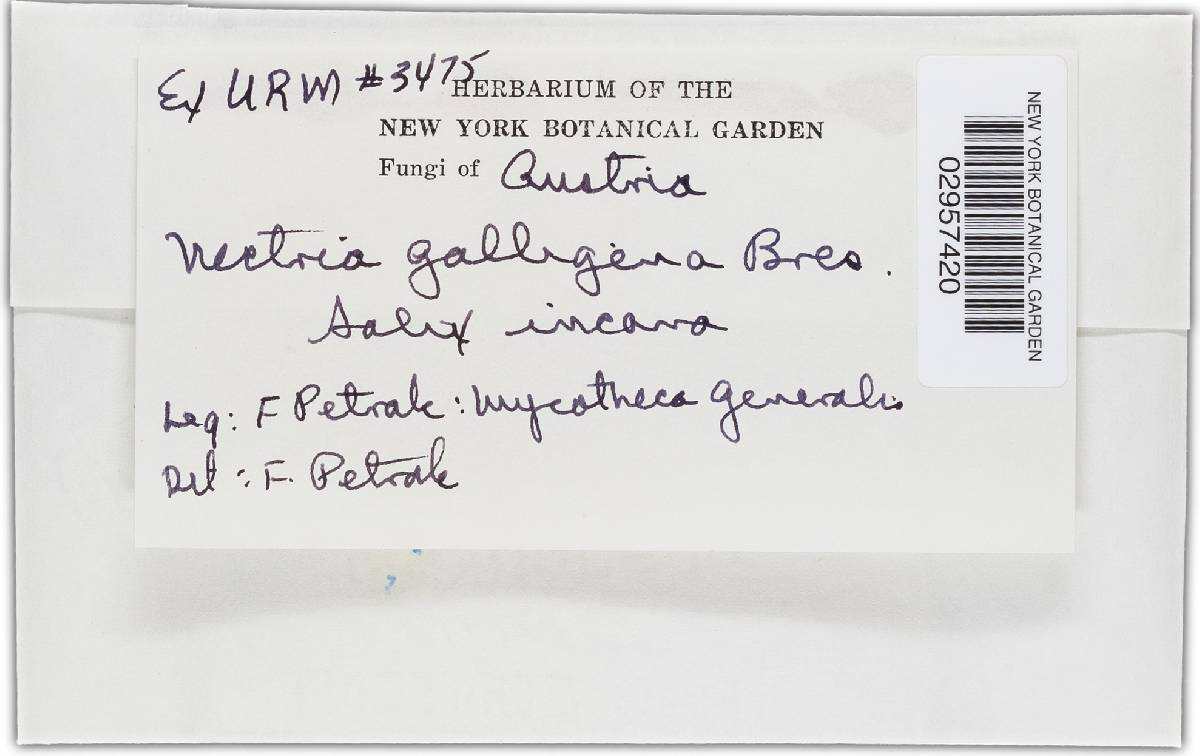 Neonectria galligena image