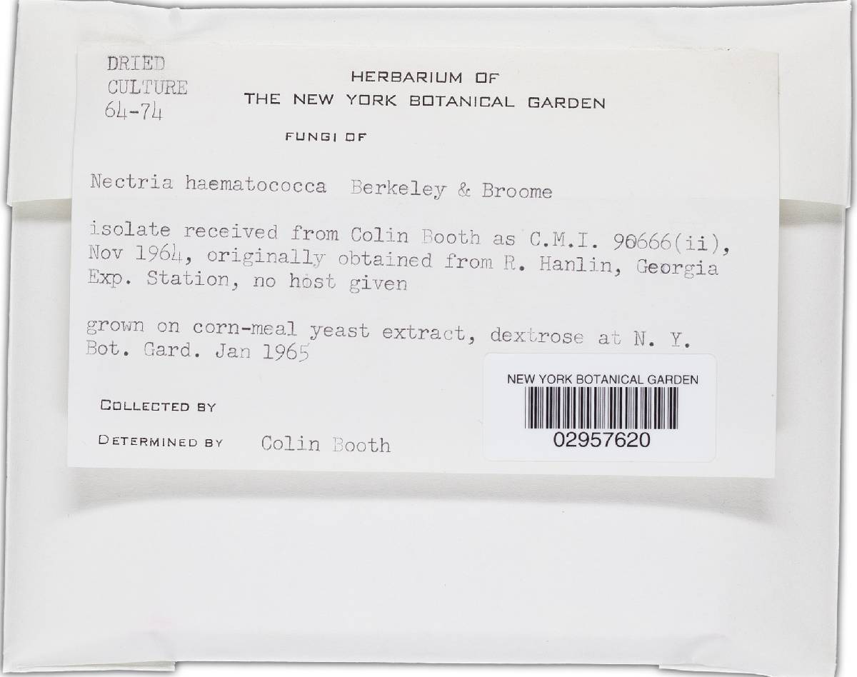 Haematonectria image